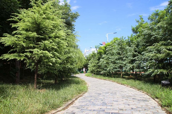 陕西华山技师学院林荫小道