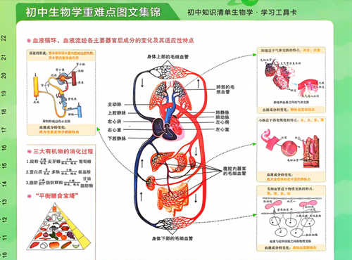 初中生物学重难点图文集锦